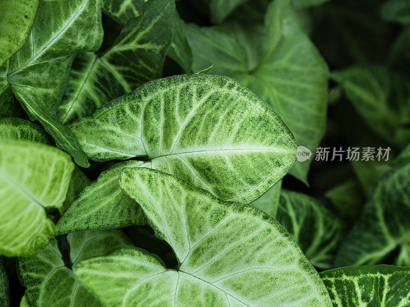 syngonium，叶绿色背景，叶，自然，叶，syngonium podophyllum schott